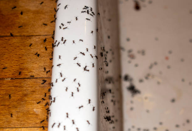 Best Pest Prevention Services  in Belwood, NC