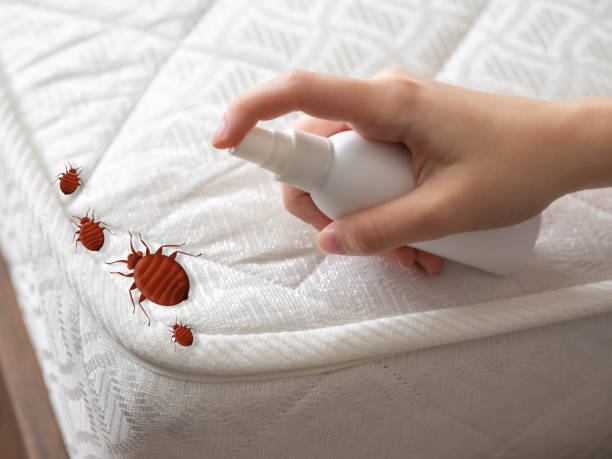 Professional Pest Control in Belwood, NC