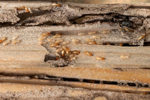 Pest Prevention Services in Belwood, NC