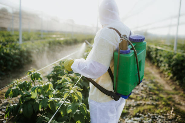 Best Wasp Removal Services  in Belwood, NC